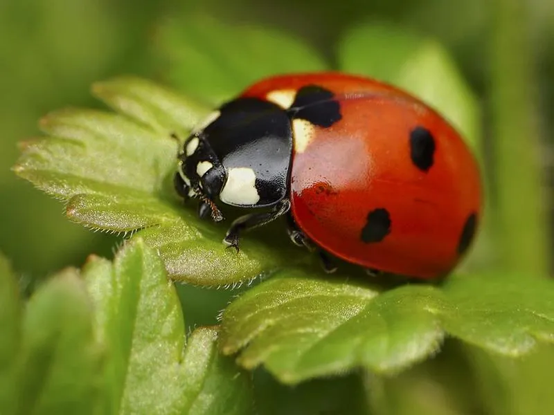 Planowanie zakupów Biedronka