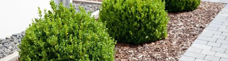 Ściółkowanie rabat ogrodowych